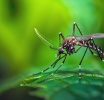 Ismét gyérítik a szúnyogokat Tokajban