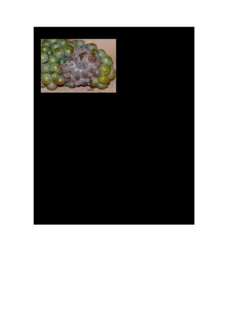 17. Botrytis cinerea